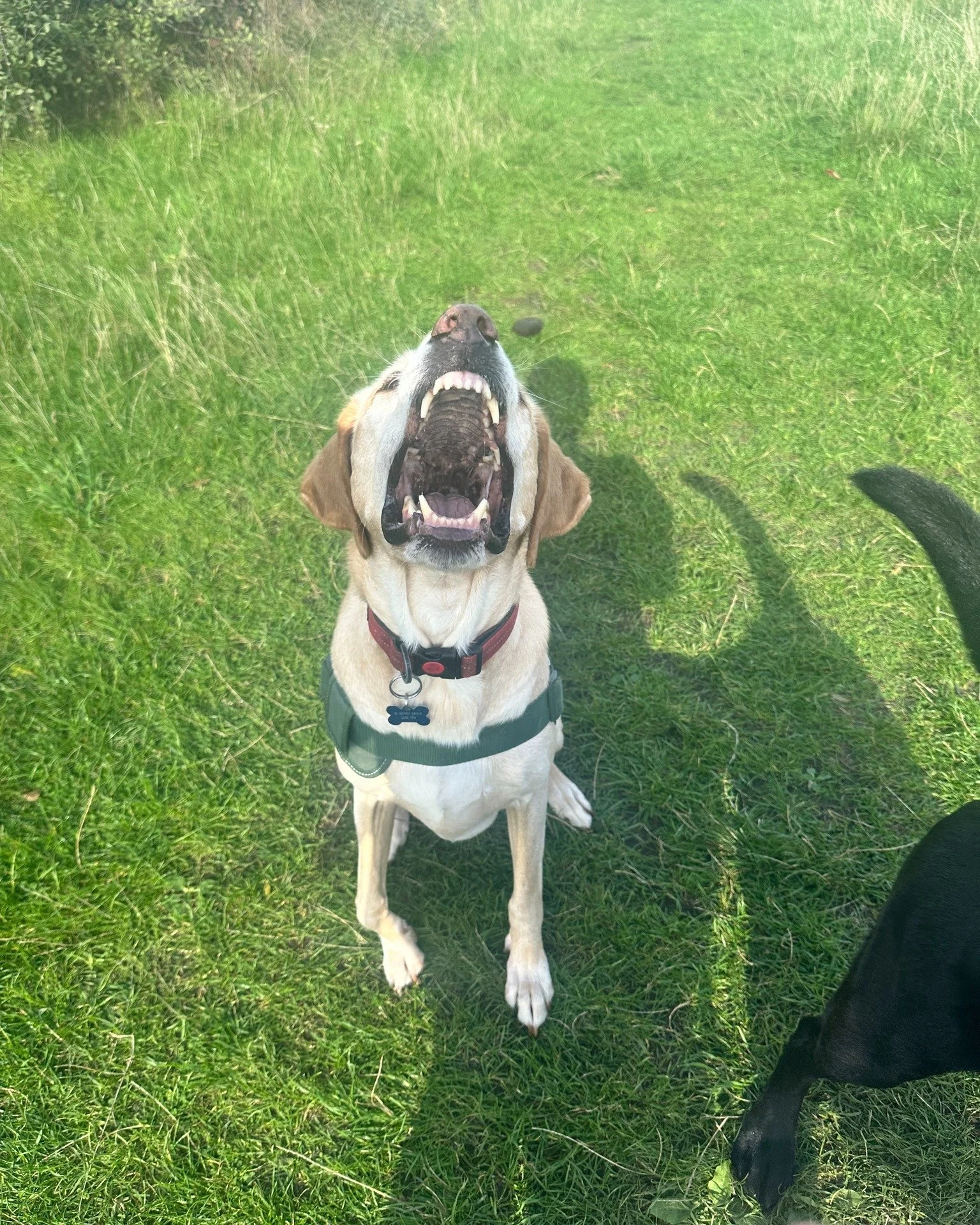 Big fan of taking these types of photos, always make me laugh 😆 Hopefully their owners enjoy them just as much!