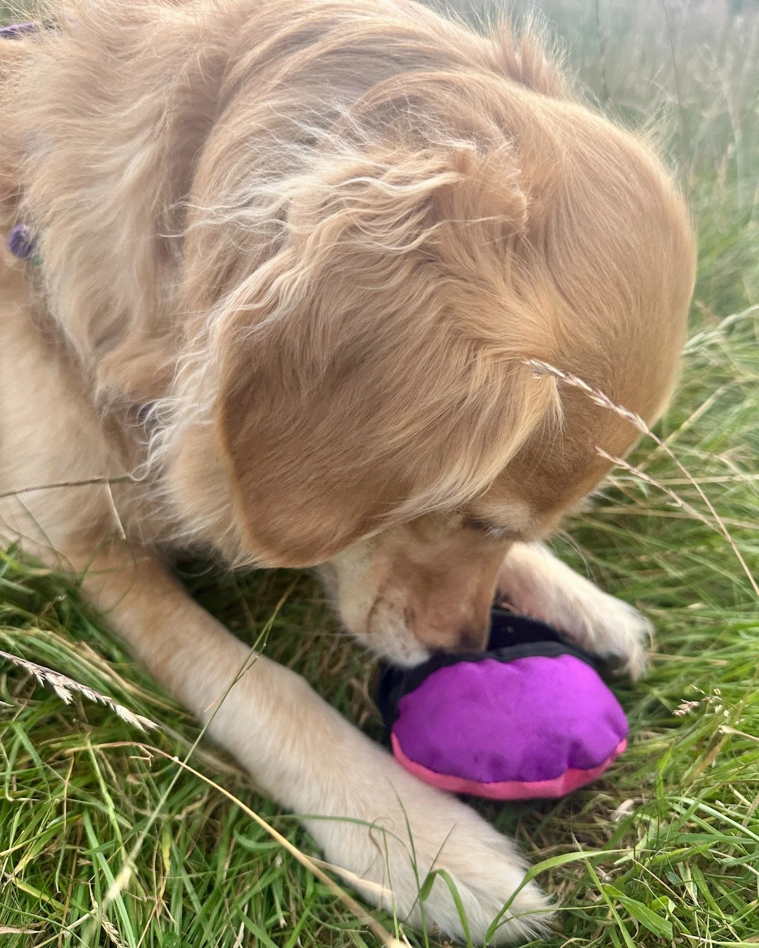 Luna loves having a challenge and playing with the Clam toy. I hide it during the walk for her to find, and she can immediately reward herself with the treats inside! Then she brings it back, ready to go again 💖