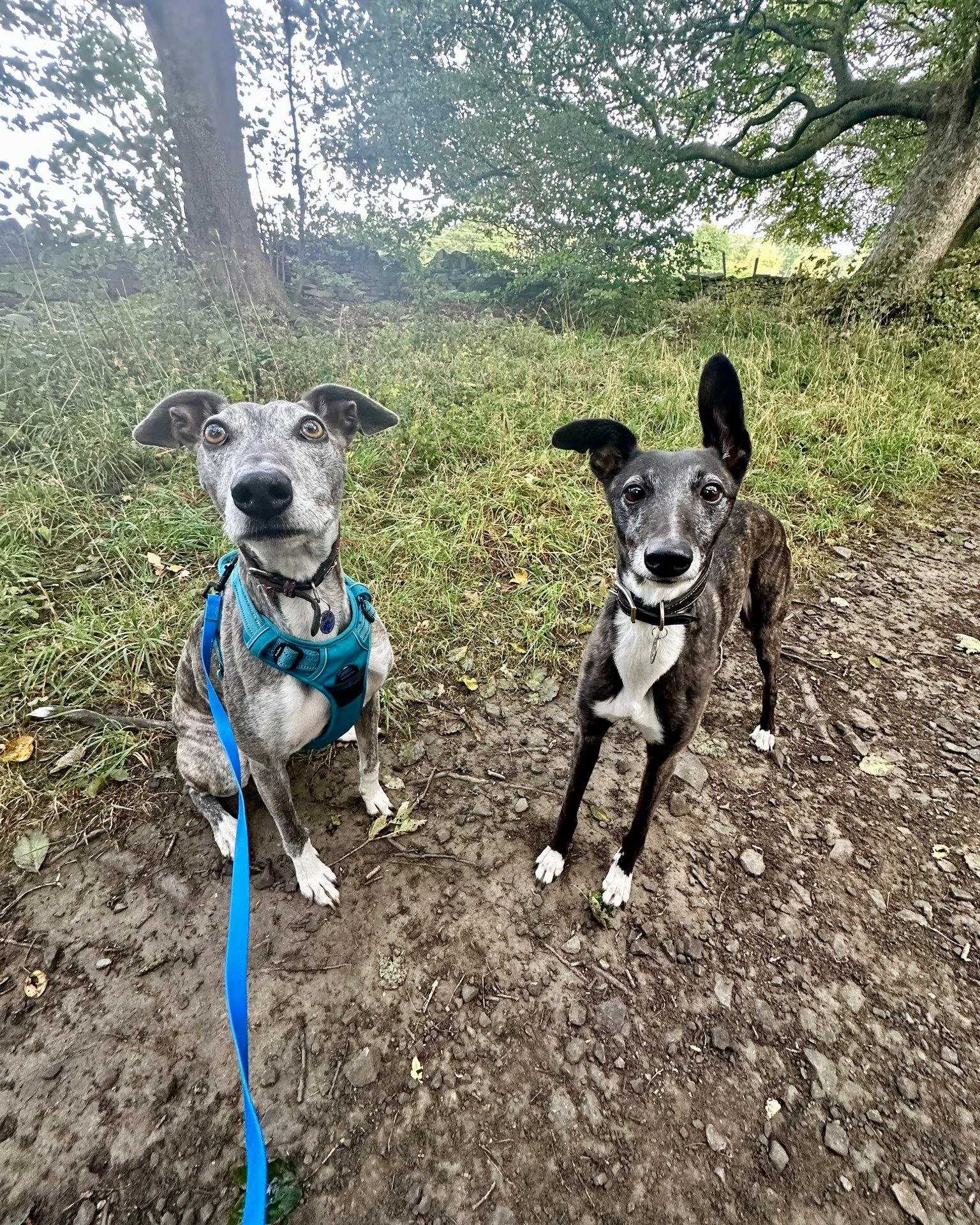 Blue and Socks have been working really hard at being able to manage their arousal levels around other dogs, and channeling that fizzy energy into sniffing to help calm them down 🐾