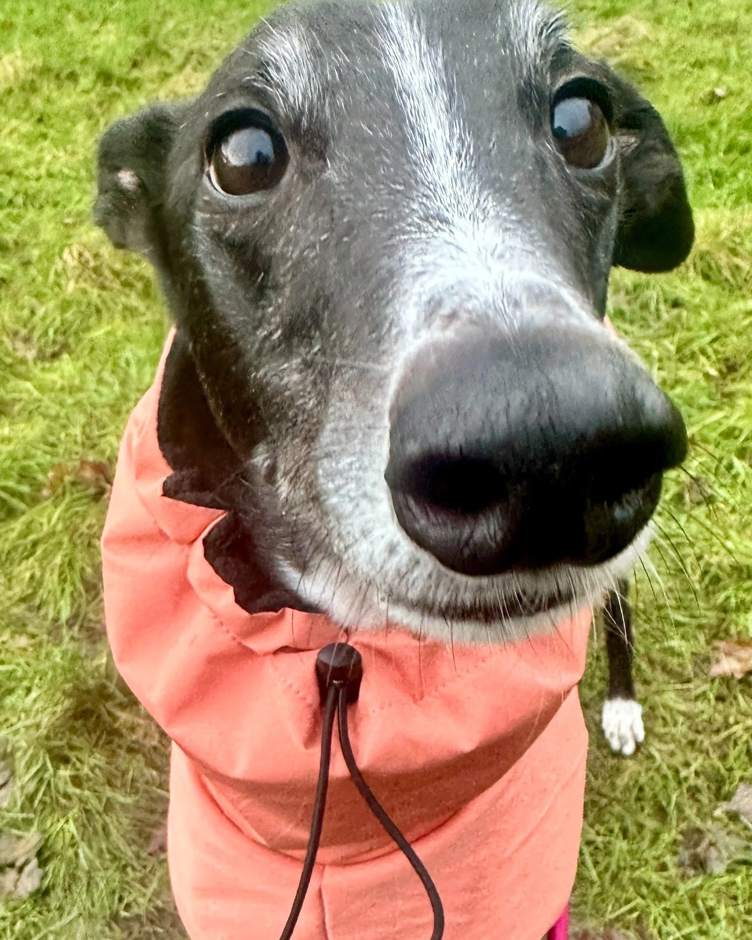 She's asking for a nose boop! 🐾🥰