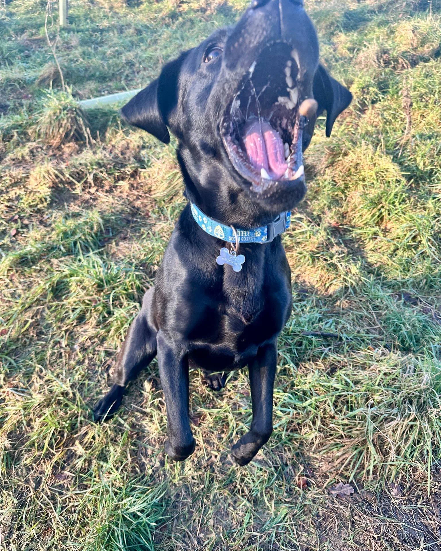 Labradors, they're something else 🤣