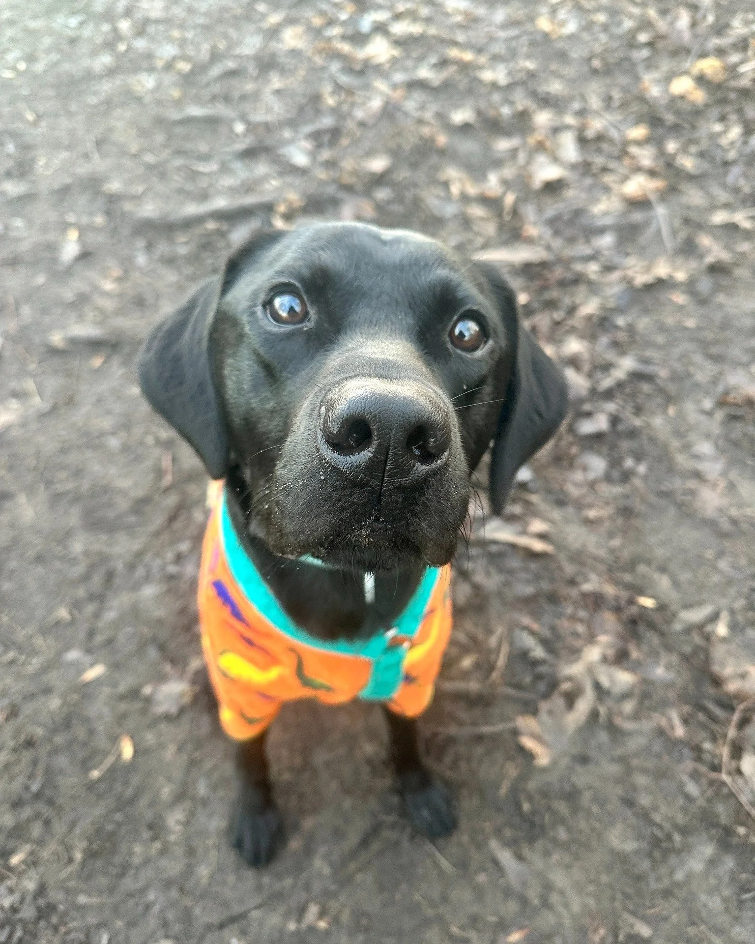 Anyone else have a dinosaur jumper for their dog? No? 
You need to up your game 😆