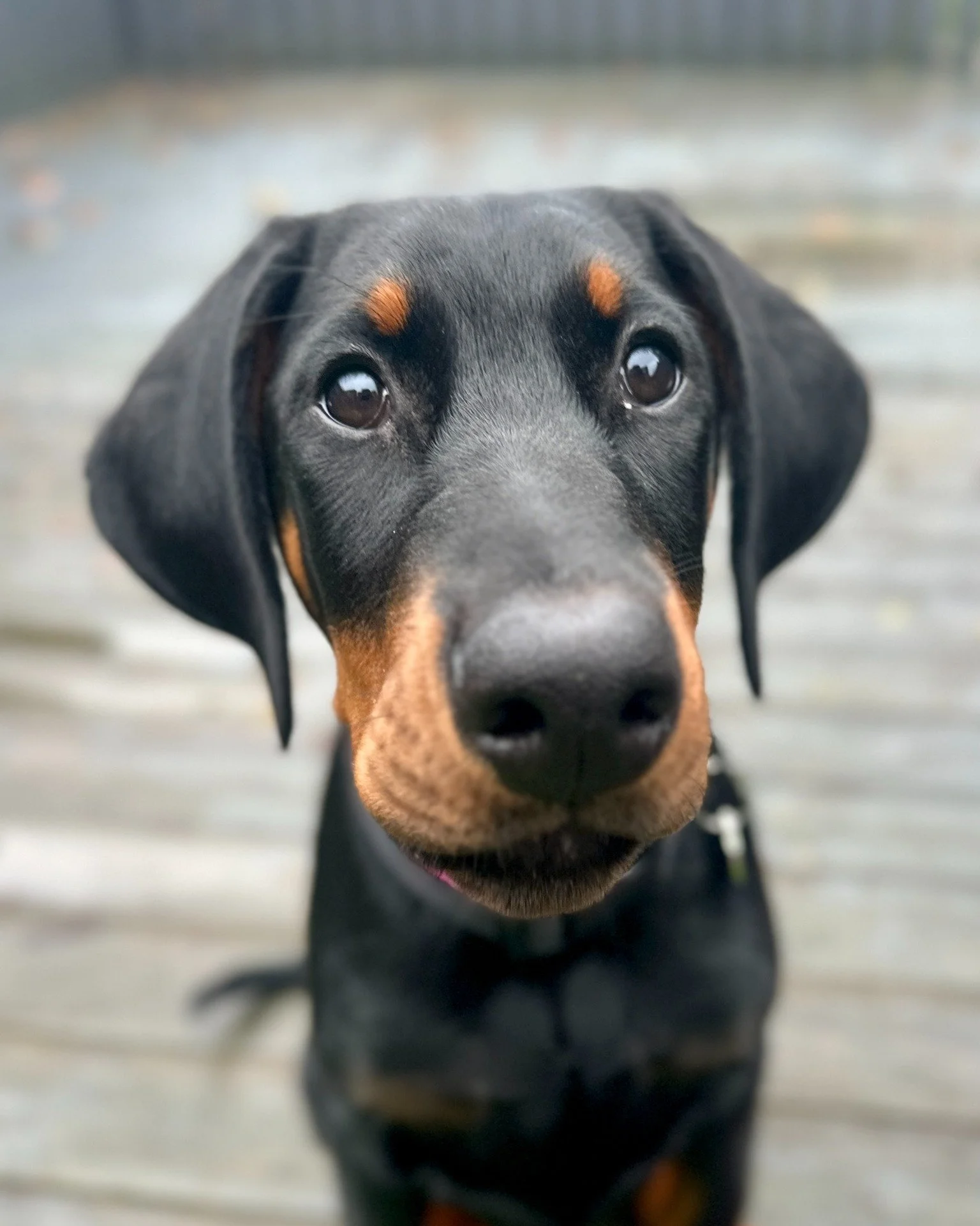 This bundle of cuteness is Frankie 😍 She likes to try and come home with me every time I leave 🥹