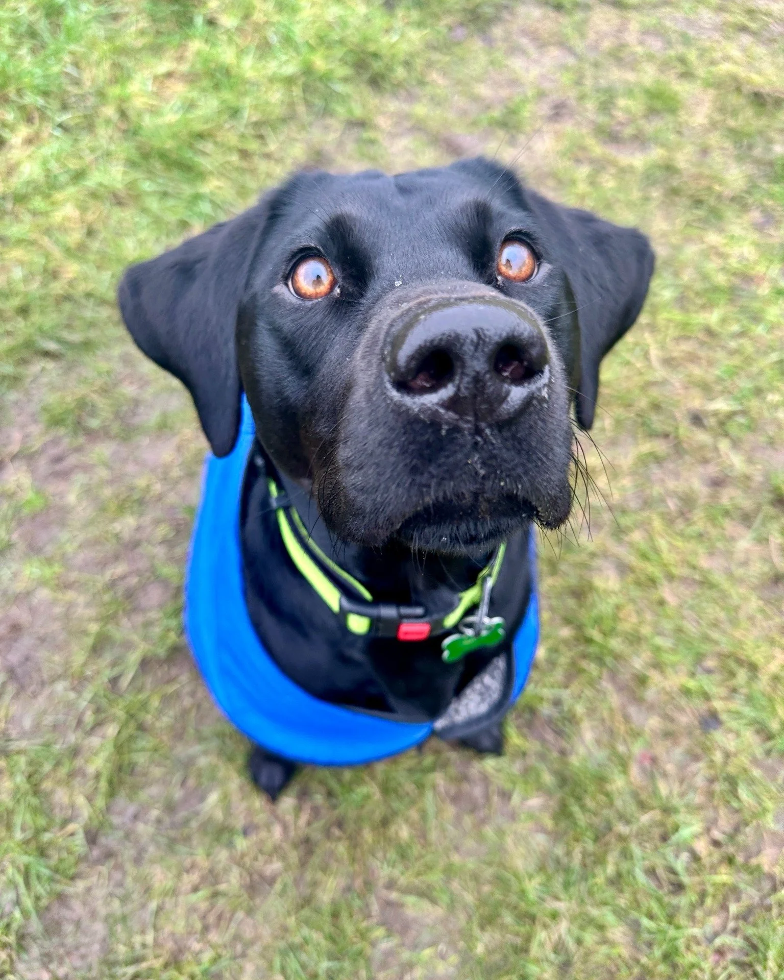 This beauty is Penny, as you can see she is gorgeous 🥰 She gets all the snacks because how can you say no to that face!?