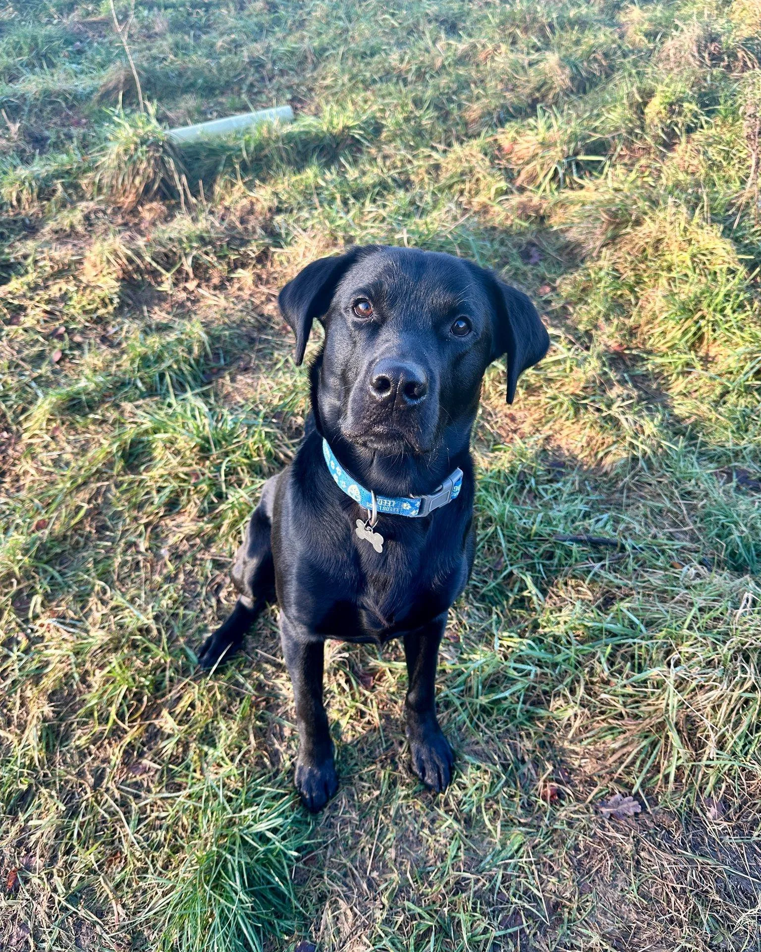 Ted is THE goodest boy. I joke with his owner that I'm going to steal him one day, except I'm really not joking ... 👀