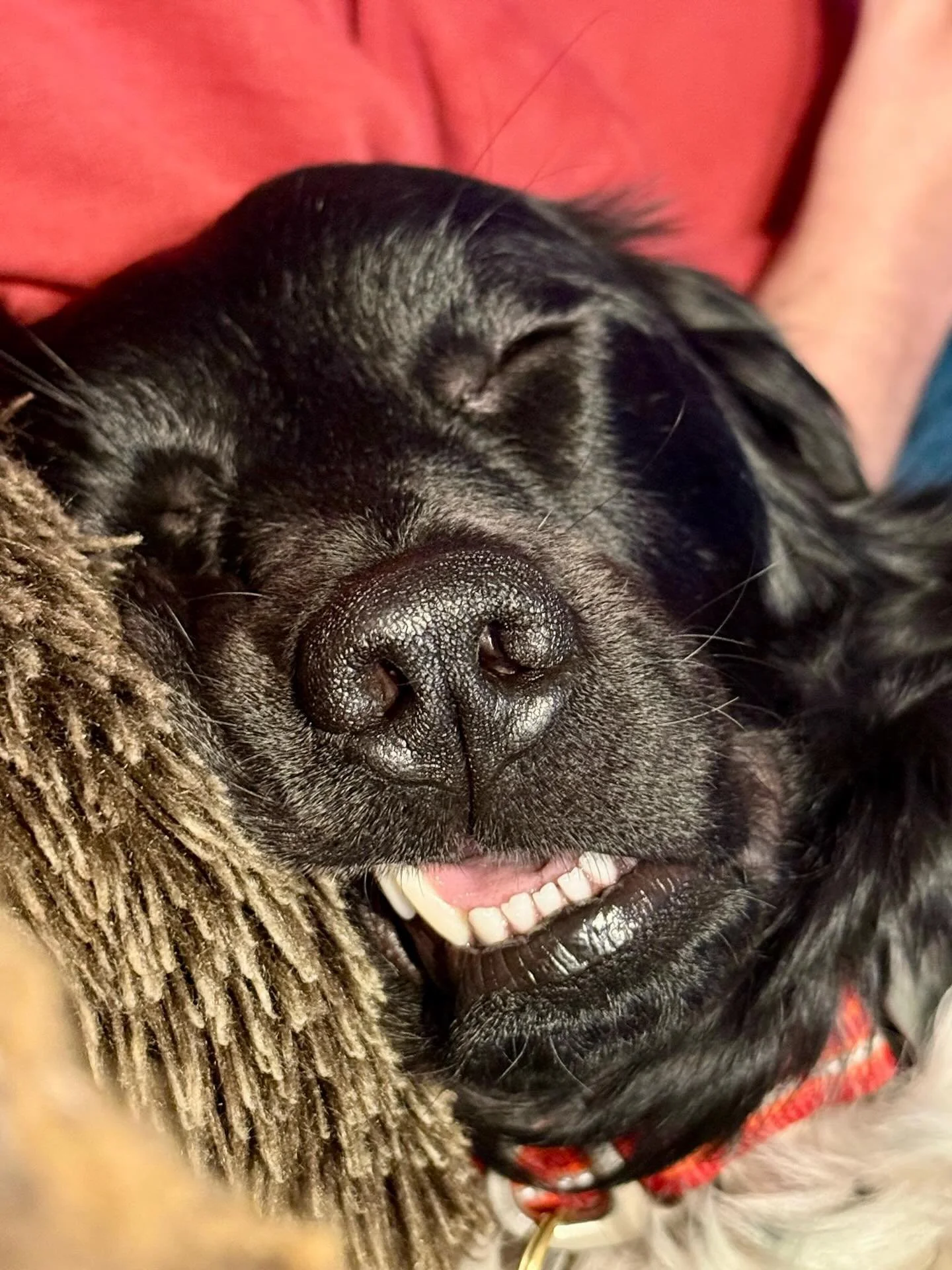 This is music to my ears! After her walk Winnie was out cold. Sleep is really important for a dog&rsquo;s wellbeing, and her calm, sniffy walk set her up for success &hearts;️💤