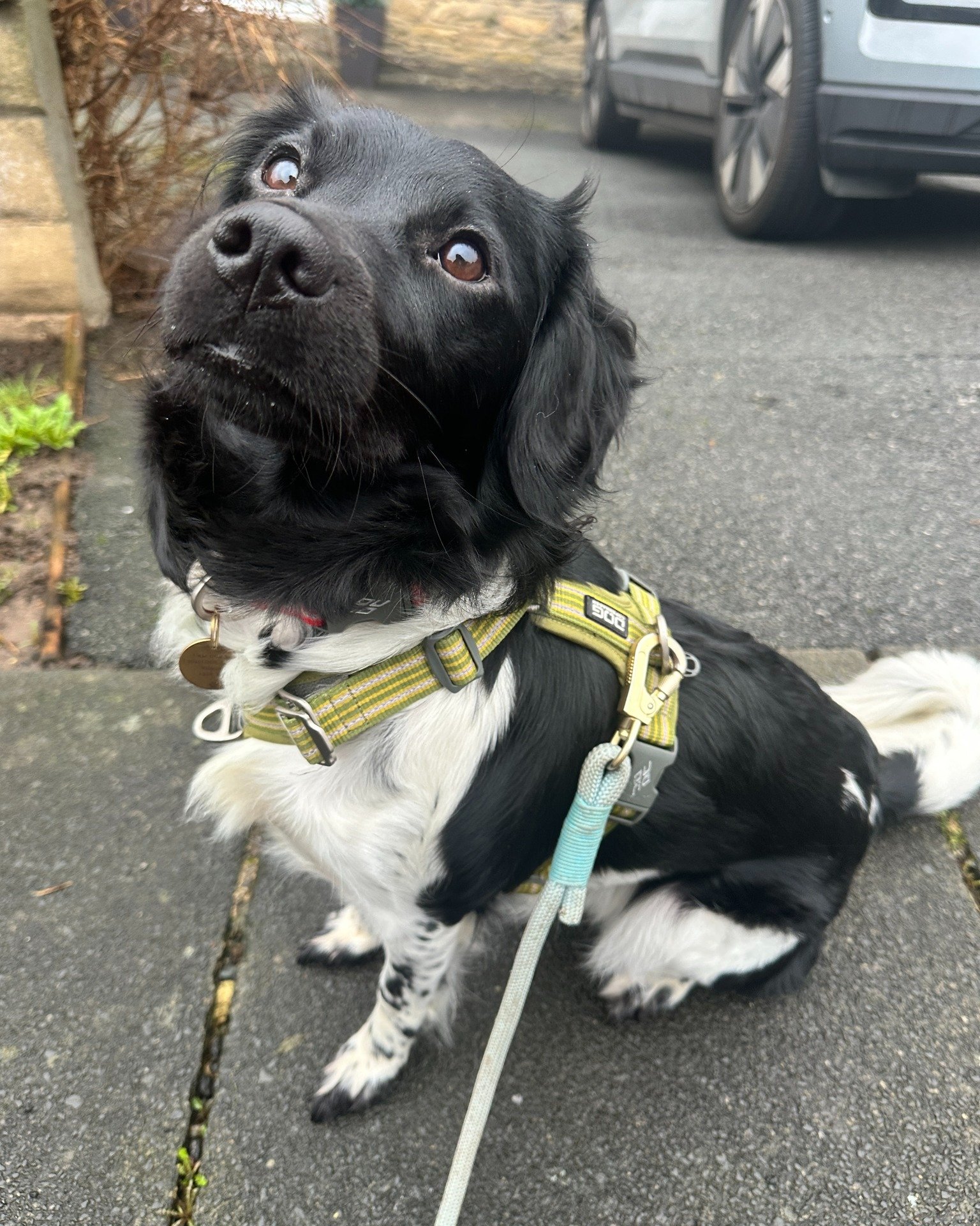 Winnie is now a happy little lady getting in and out the van, so we can go on adventures to lots of different places 🚐🌲🐾
Do any of your dogs struggle with vehicles?

#dogs #doglife #doglover #dogwalker #dogwalk #walkies #pudsey #pudseydogwalker #l
