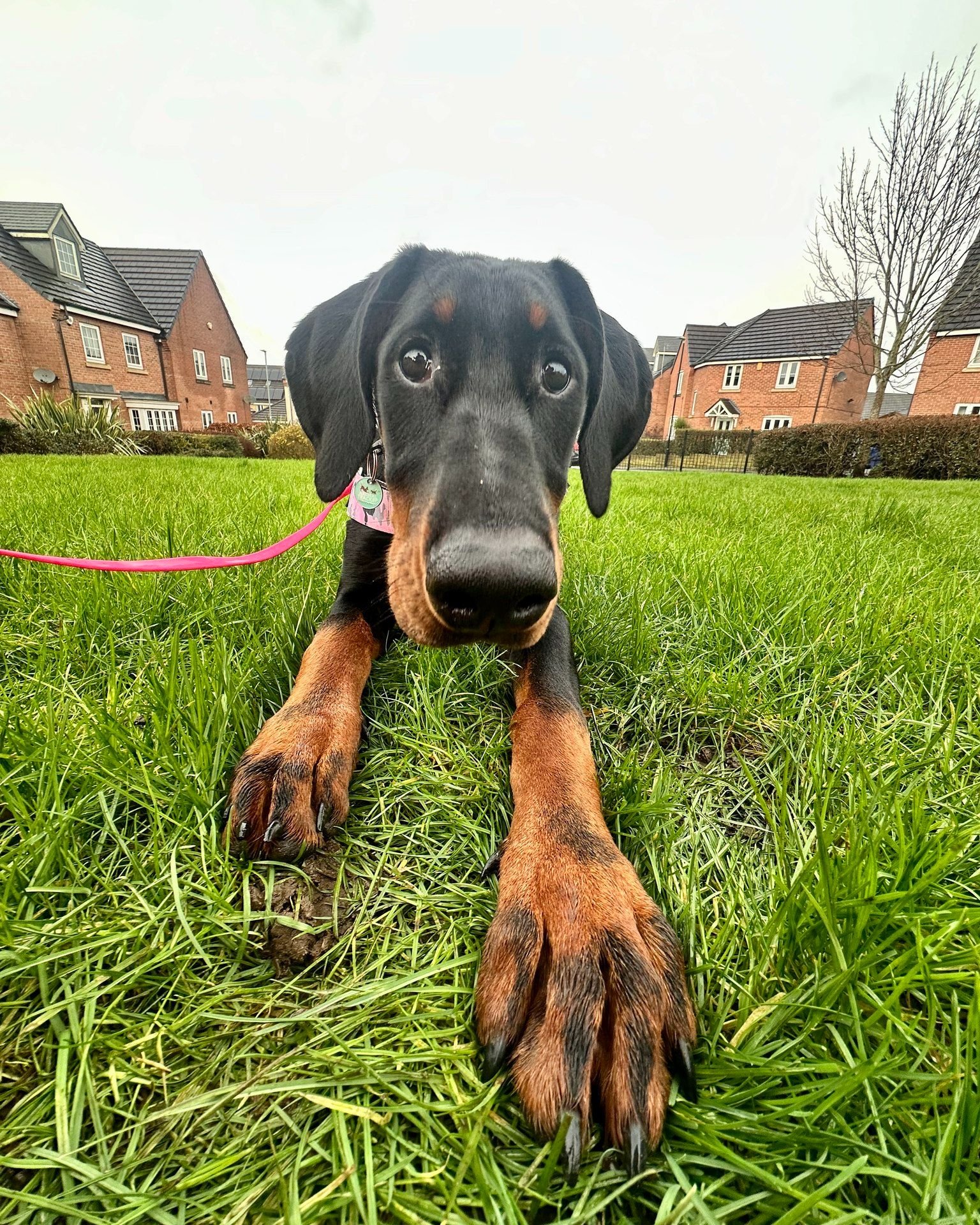 When they look at you like they've never had a treat in their life 🤣 Frankie knows how to work those puppy eyes

#dogs #doberman #pets #dogwalk #dogwalking #walkies #professionaldogwalker #pudsey #localbusiness