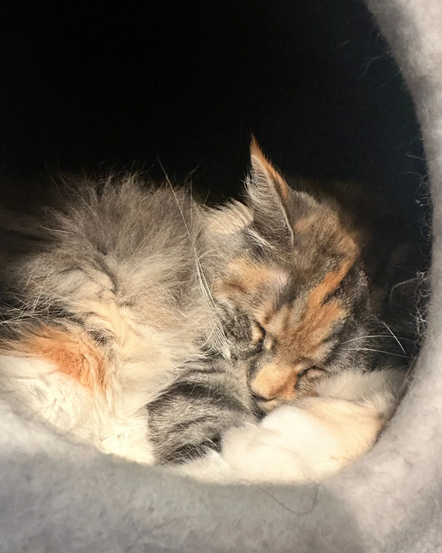 Skadi has got the weekend vibes down to an art 🐱
What adventures do you have planned this weekend with your pet? 🐾

#catlife #dogs #petsofinstagram #dogwalker #petsitter #happycathappylife #localbusiness #pudsey