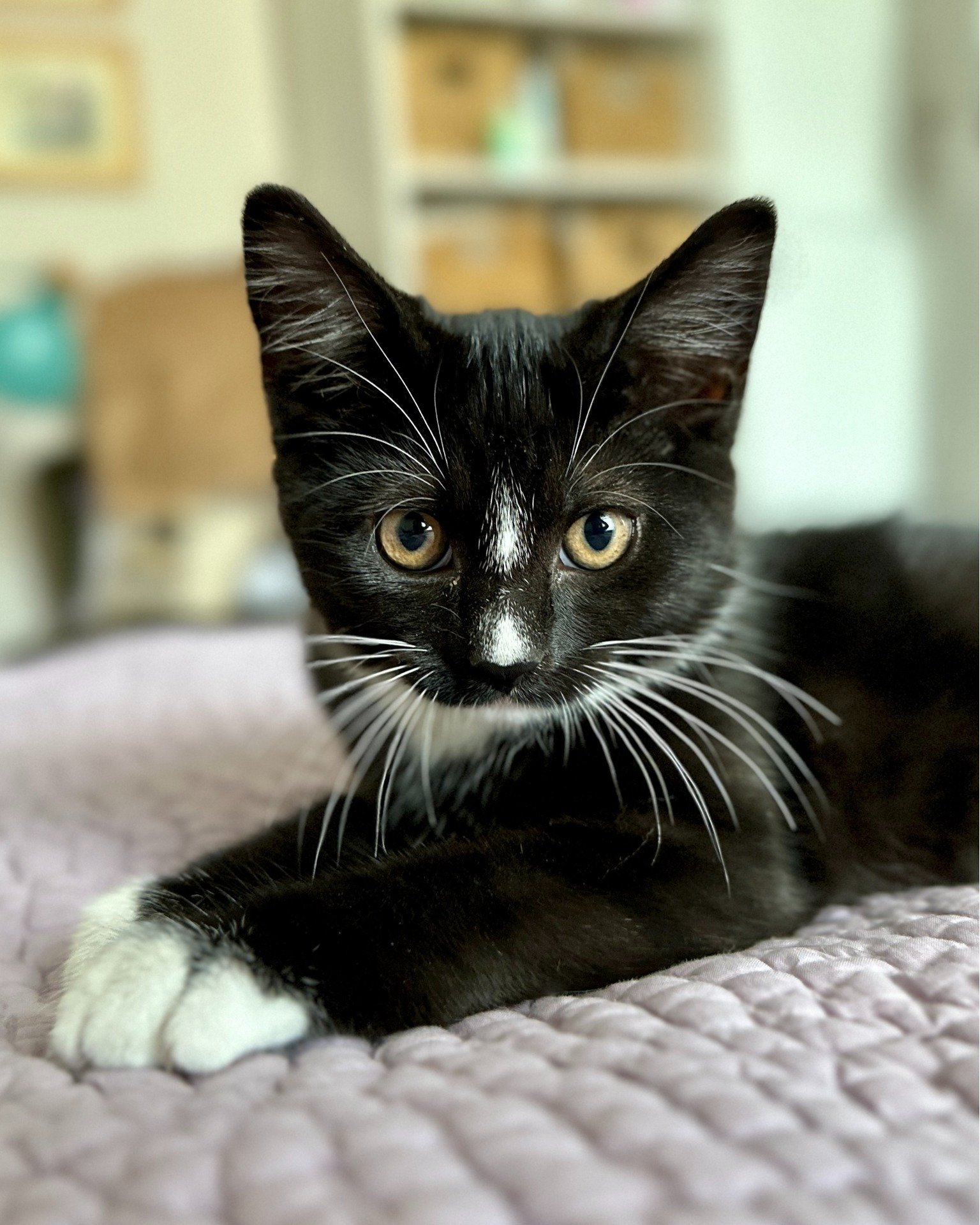 Alongside all the daily dog walks, there are a lot of cat and small animal visits too! 😸🐾
Are you team dog or team cat? 👀

#petsitter #dogwalker #catlover #petsitting #professionaldogwalker #petcare #pudsey #localbusiness