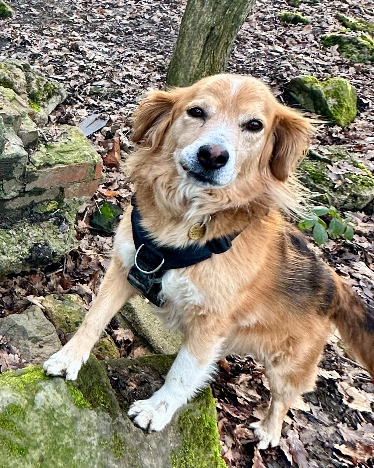 Her little smirk when she knows she's nailed it 🤣
Yes, you do get a treat Debi 🥹

#dogs #doglover #dogsofinstagram #professionaldogwalker #walkies #dogwalk #pudseydogwalker #pudsey #localbusiness