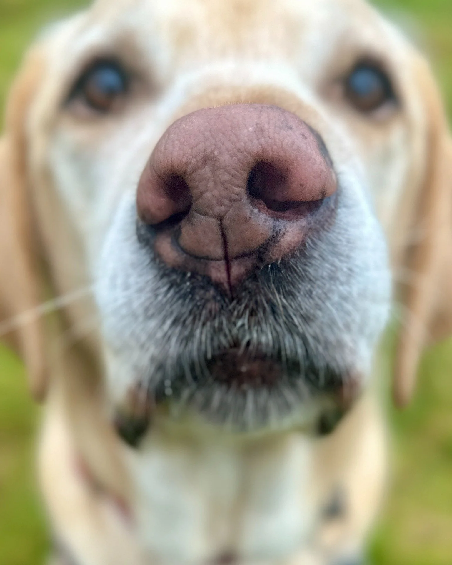 How many nose boops does your pup get each day? 🐶🐾

#dog #noseboop #doglover #dogwalk #walkies #happydog #dogwalker #dogwalkerlife #pudseydogwalker #pudsey #localbusiness