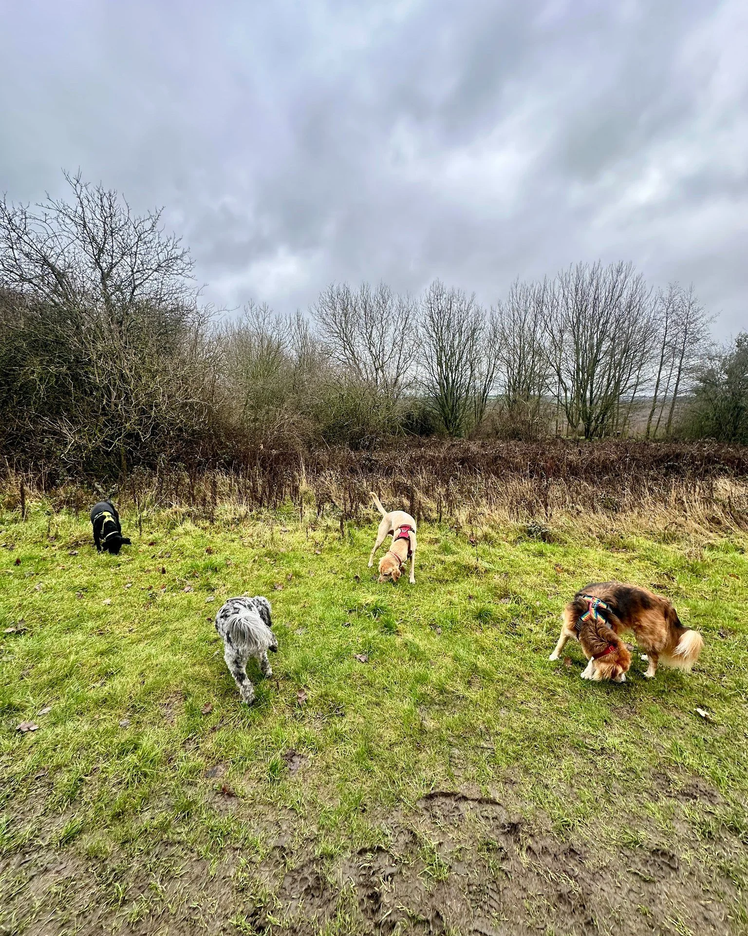 Sniffing....sniffing....and more sniffing!
Physically tiring as well as mentally enriching.
How do you tire your dog out? 🐶🐾

#dogs #sniffari #letthemsniff #dogwalk #happydog #dogwalker #dogwalks #walkies #pudseydogwalker #pudsey #localbusiness