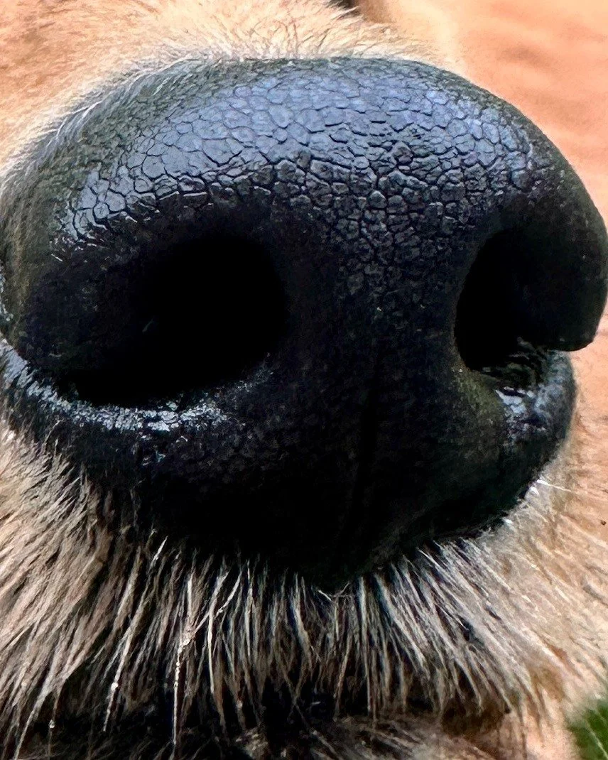 Guess who it is!❓❓❓
Comment below and see who can guess correctly 

#dog #dogsofinstagram #dogwalks #doglover #dogwalker #walkies #petcare #pudseydogwalker #pudsey #localbusiness