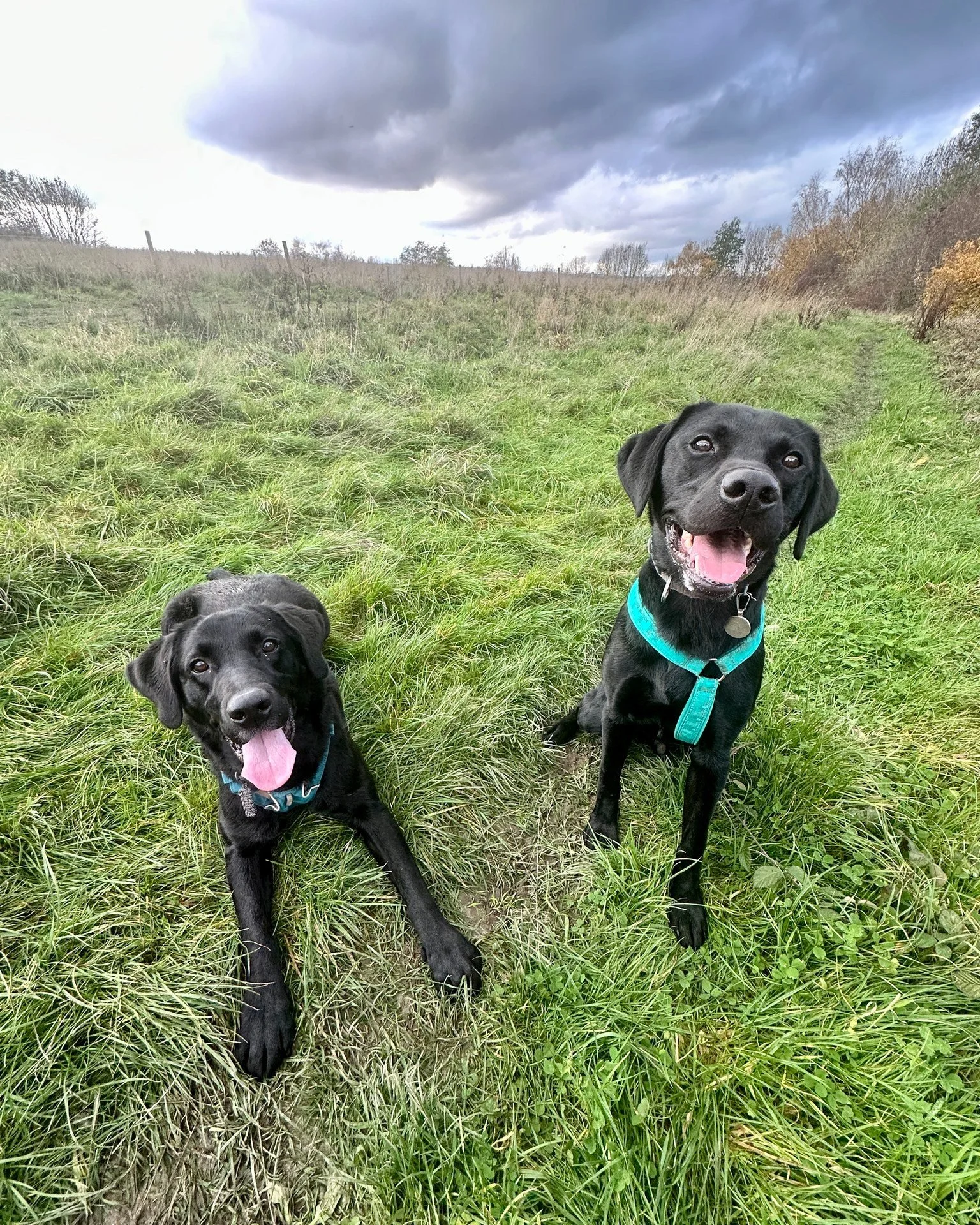 Pudding and Clover always enjoy time together, but socialising your dog takes a lot of time, it doesn't happen overnight!

What should you work towards?
- Neutrality towards other dogs
- Calmly walking up to do a greeting
- Being able to stay calm wh