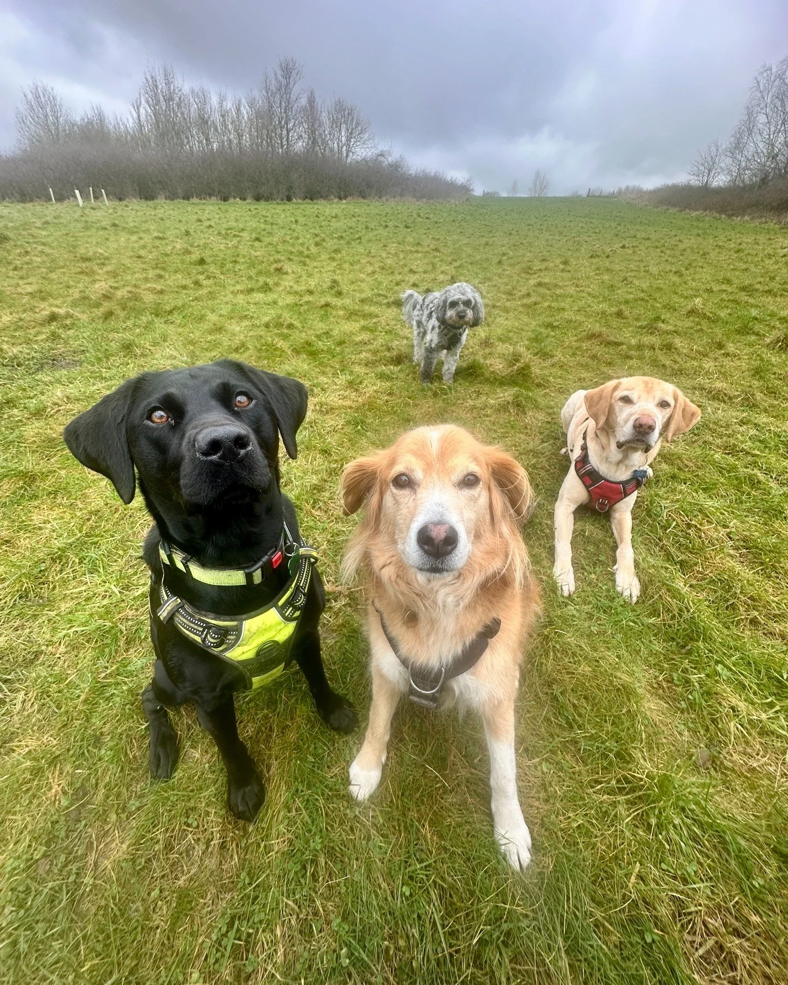 If you think your dog would enjoy our group walks, drop me a message! 🐾🌳

#dog #doglover #walkies #happydog #groupdogwalk #dogwalker #dogwalk #professionaldogwalker #pudseydogwalker #pudsey #localbusiness