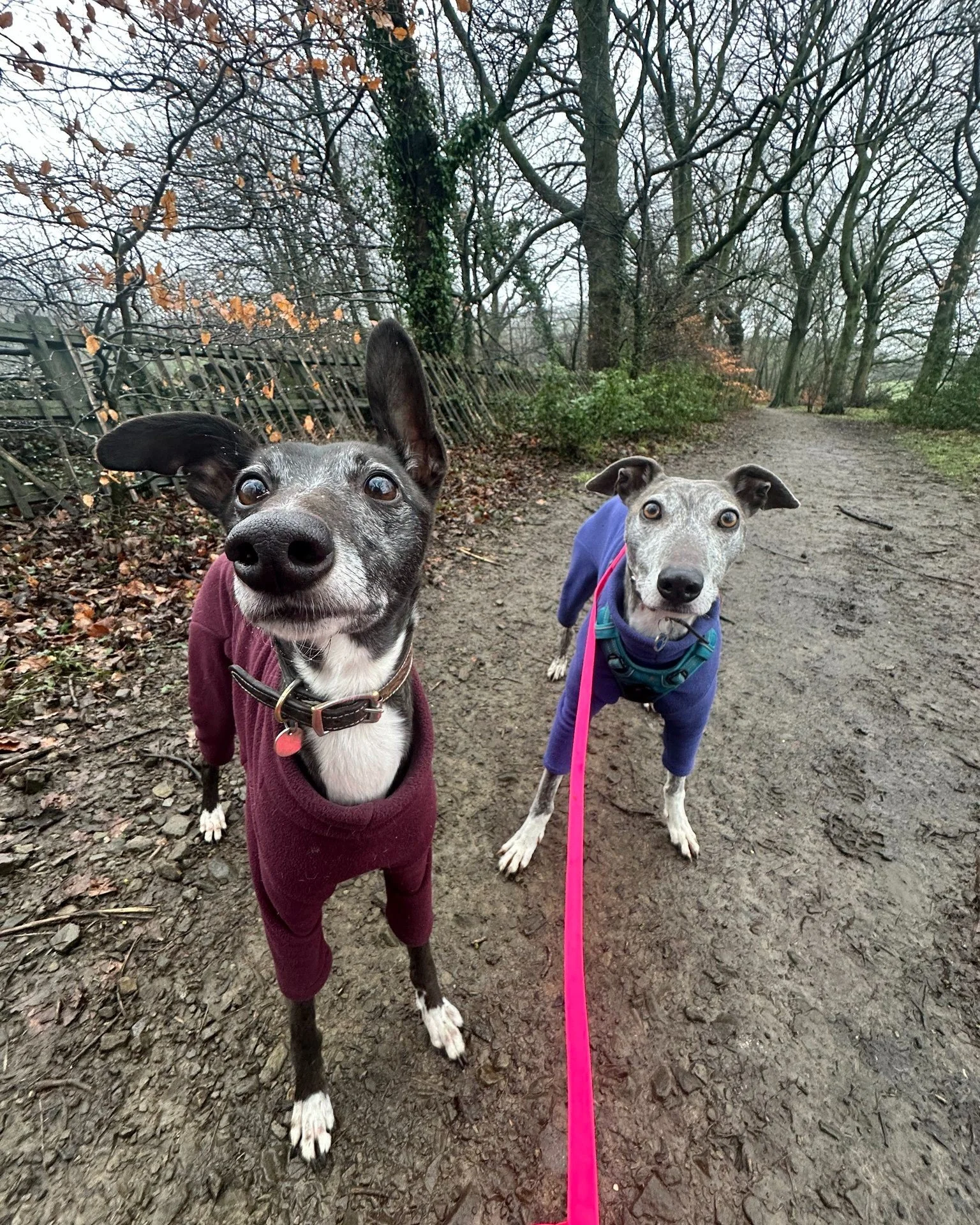 If your pet could talk, what would their voice sound like? 🤔

#dog #dogwalk #happydog #woodlandwalk #professionaldogwalker #petcare #walkies #pudseydogwalker #pudsey #localbusiness