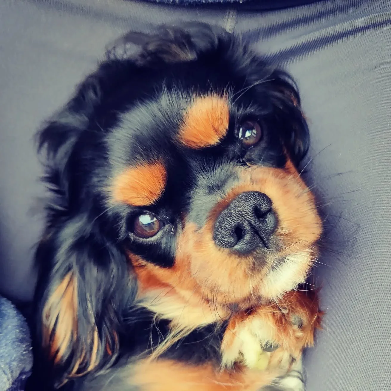 Throw back to when Jeffrey was an adorable little puppy - he's now nearly 4! How time flies

Add photos of your pups then and now in the comments 🥹

#puppy #dog #puppylove #dogsofinstagram #dogwalker #dogwalk #professionaldogwalker #pudsey #localbus