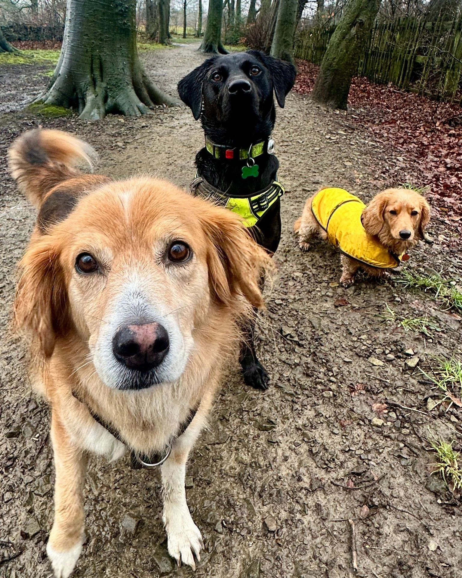 Best job in the world working with these guys 🥰
Need a walker? Drop me a message!

#dog #doglover #dogwalk #walkies #happydog #woodlandwalk #dogwalker #pudseydogwalker #pudsey #localbusiness