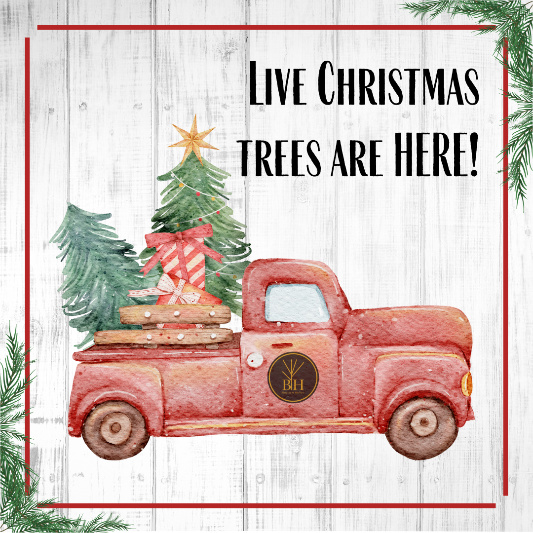 Watercolor illustration of a red vintage truck carrying decorated Christmas trees and wrapped presents, with a white wooden background and festive greenery in the corners. Text reads 'Live Christmas Trees Are Here!'