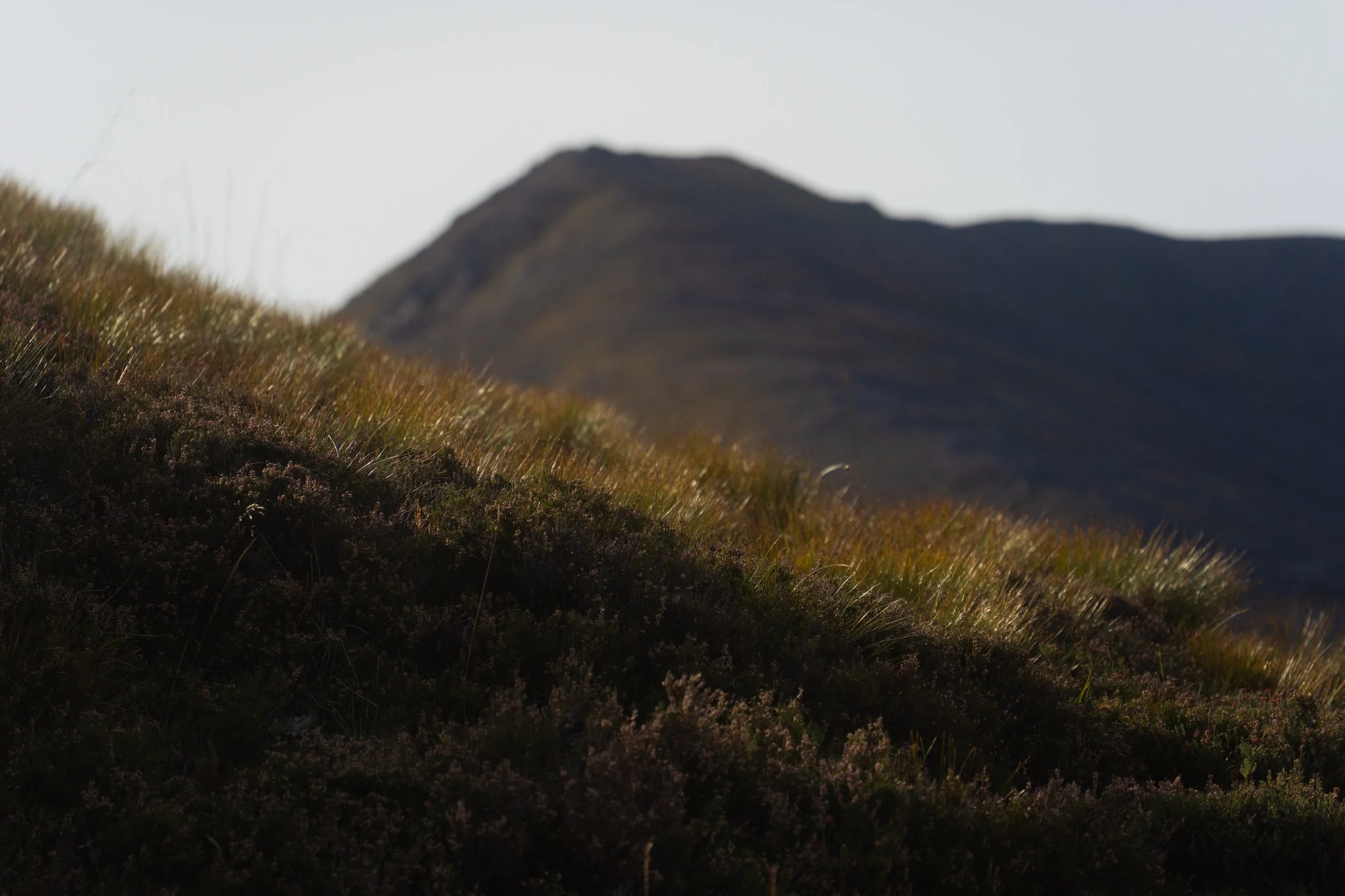 Sloped hillside with tall grass and shrubs, mountain in the background under a clear sky.