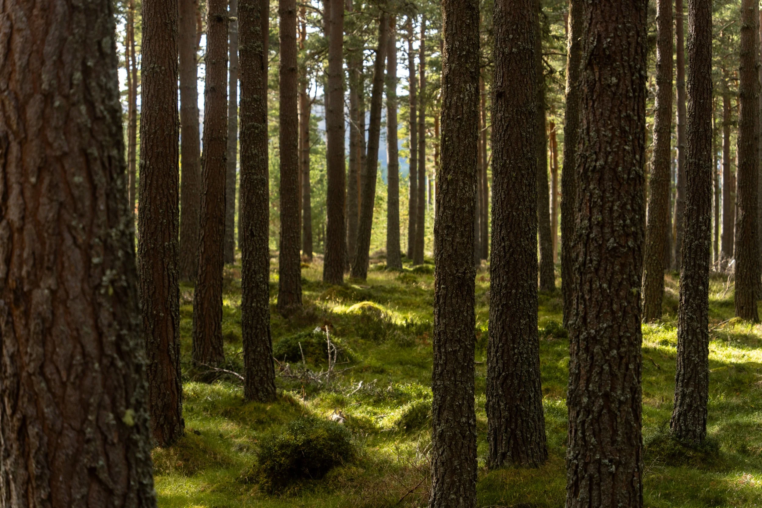 Tall pine trees in a forest with sunlight filtering through the branches and mossy ground.