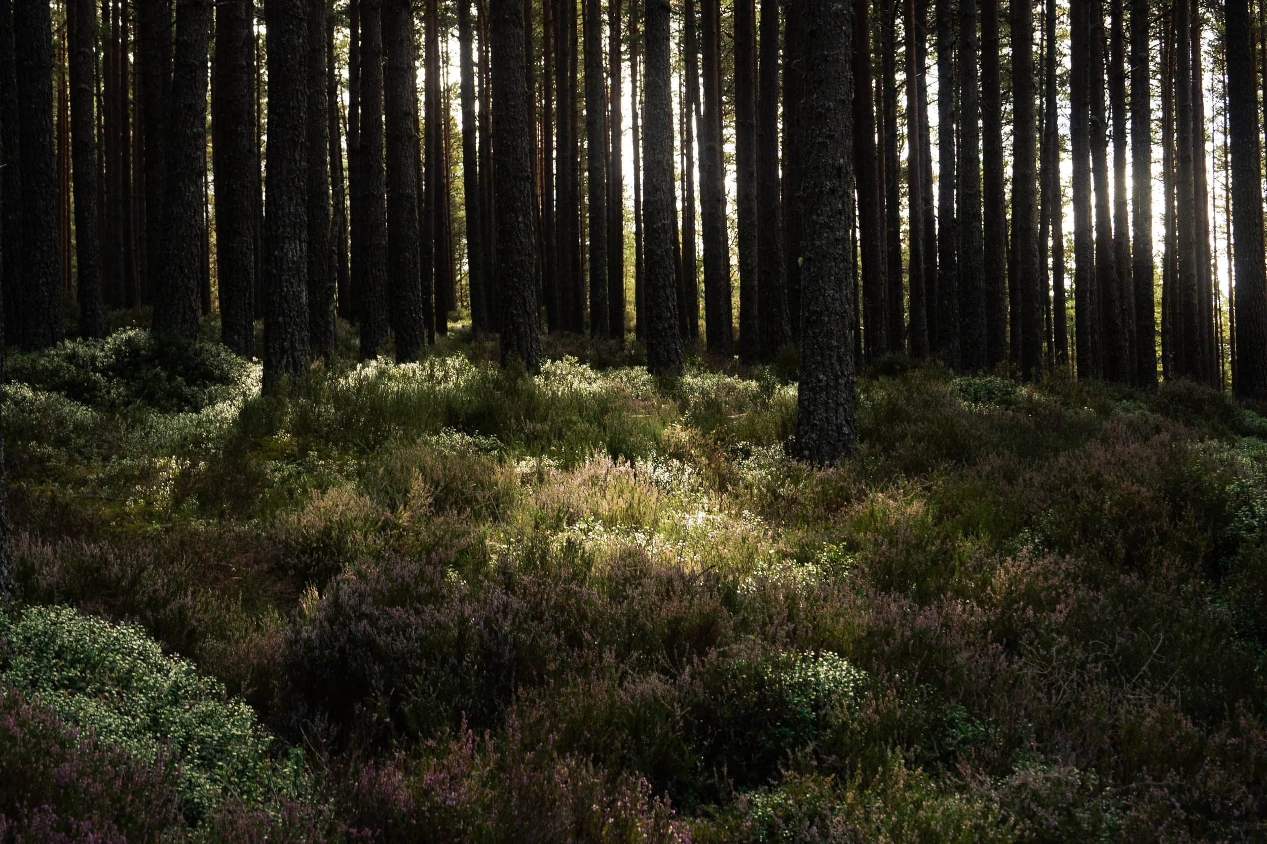 Sunlight shining through tall pine trees in a forest with underbrush and wildflowers.