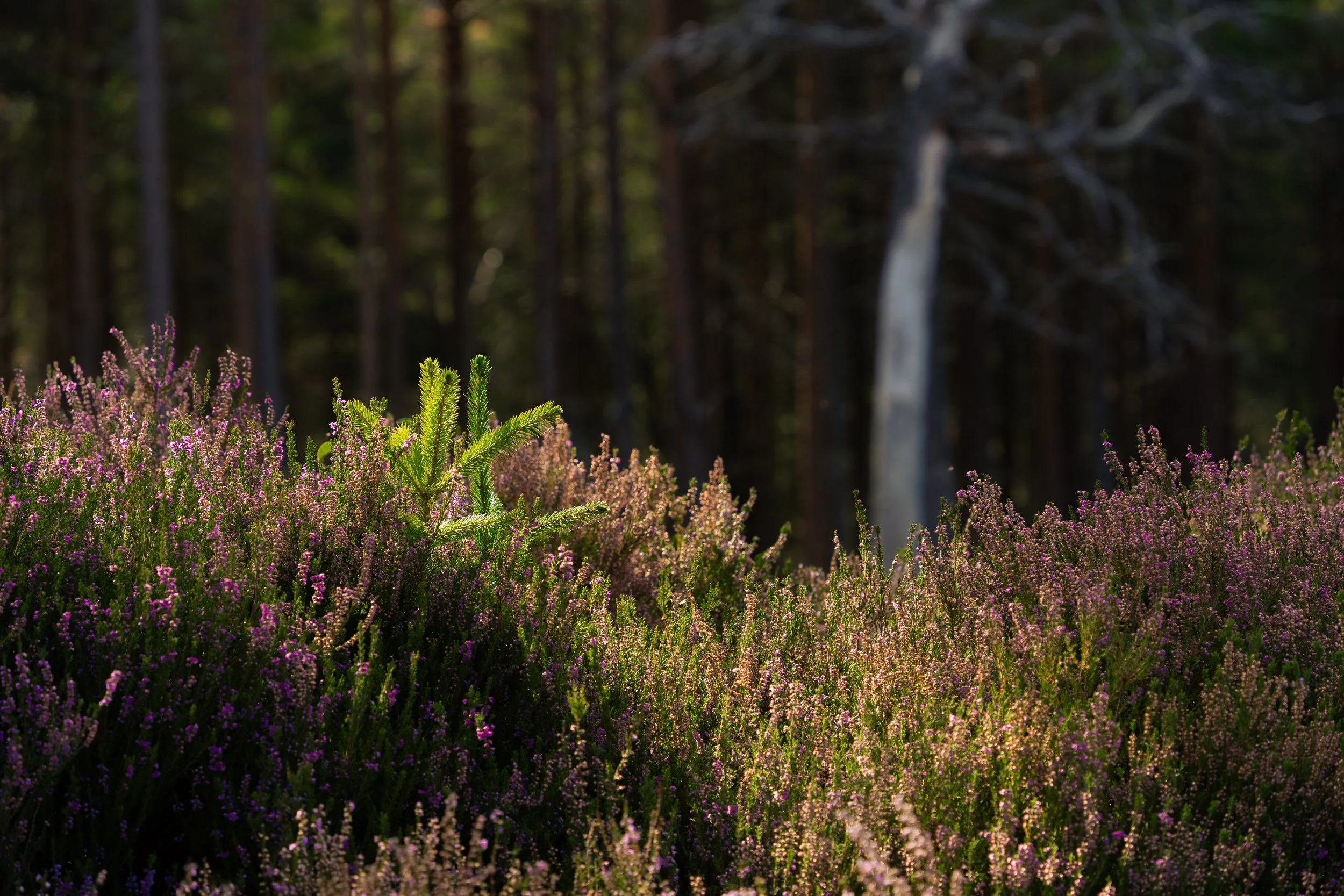Wildflowers growing in a forest with sunlight shining through the trees.