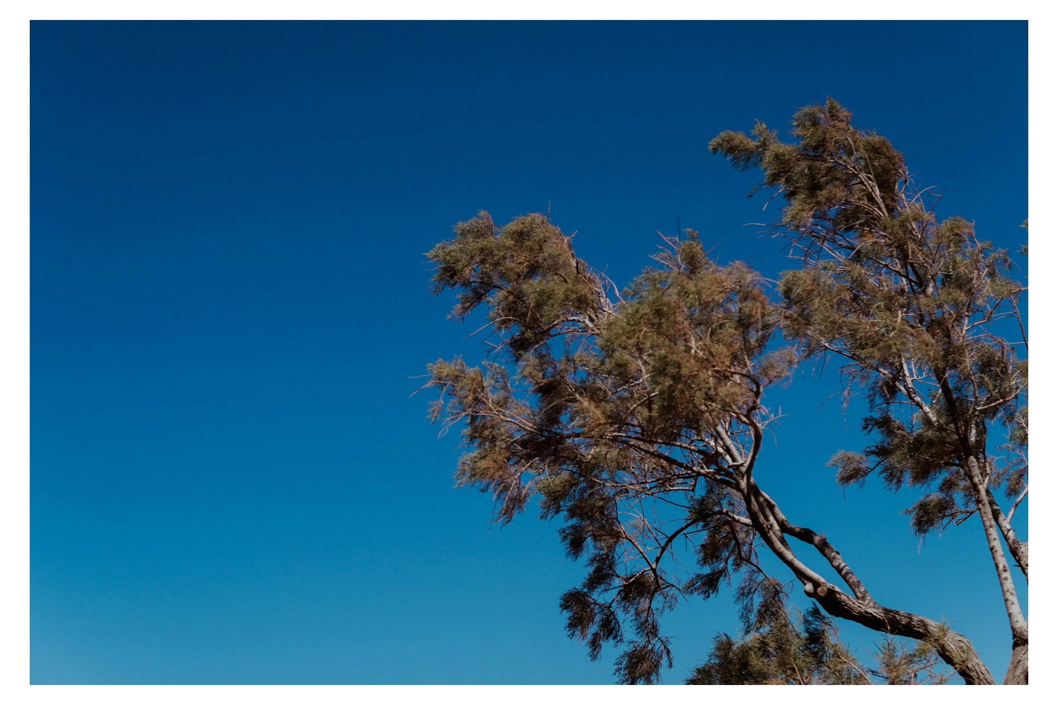 A tree with sparse foliage against a clear blue sky.