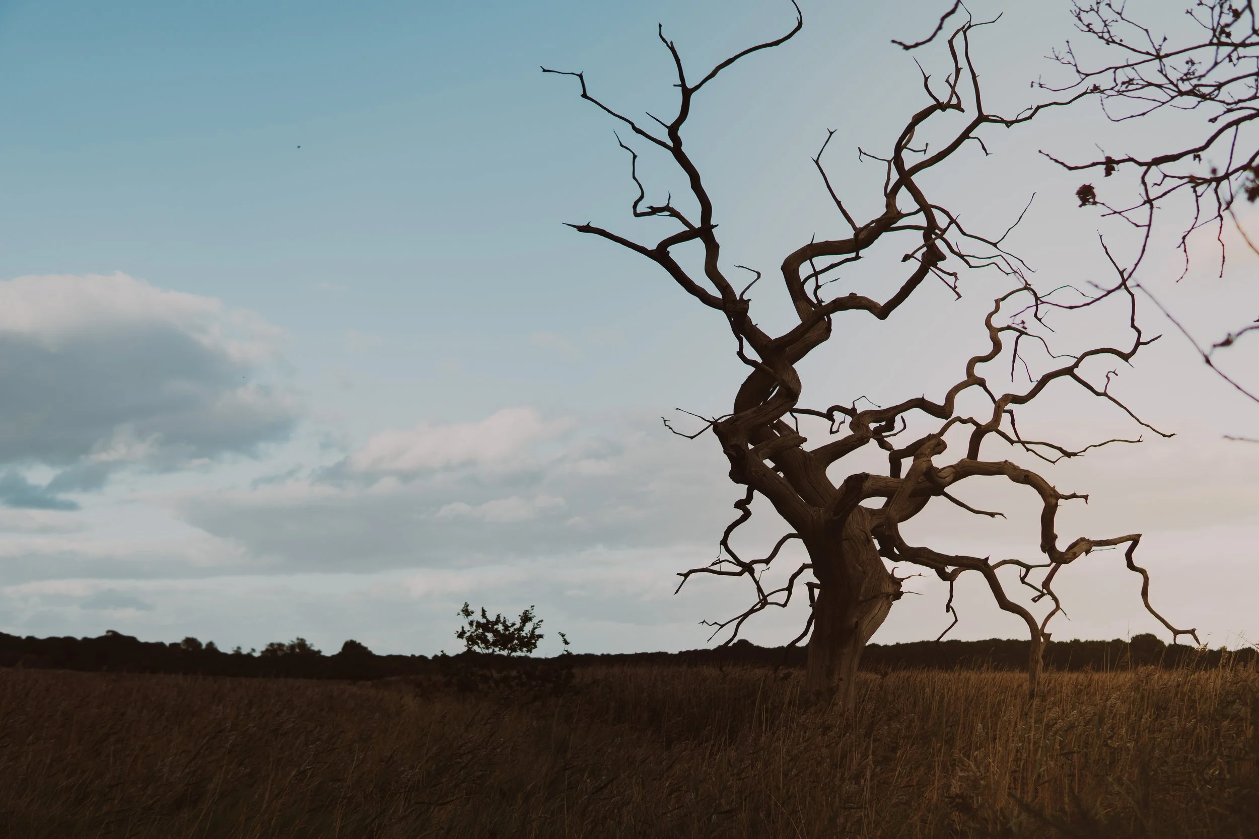 A leafless, gnarled tree stands alone in a field at dusk with a cloudy sky overhead.