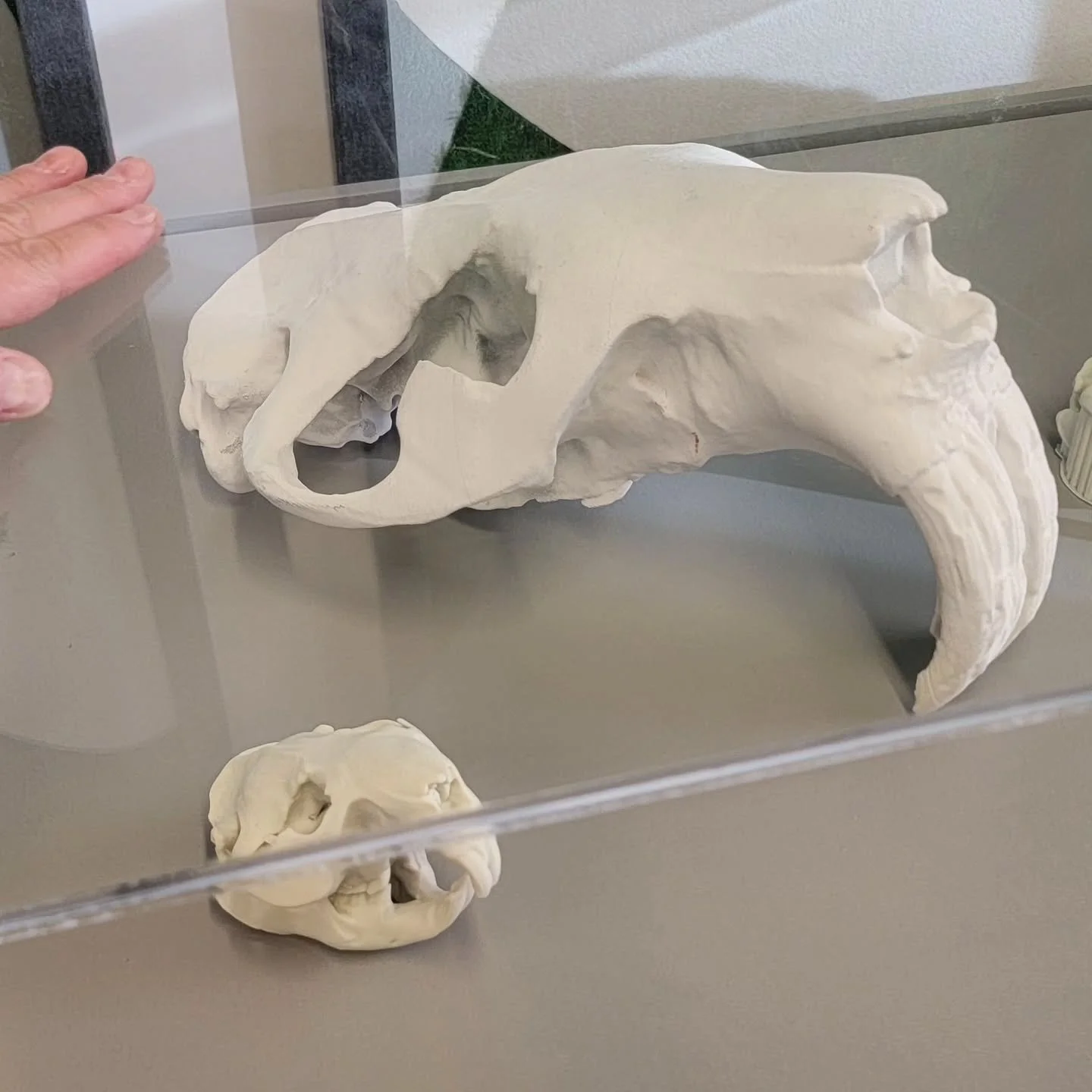 We had the honour of visiting the New Brunswick Museum in St John last week, and was given a quick tour of the site after our presentation to the Passamaquoddy IPCA group who wanted to learn more about the Pemsik Mawa'tasikl Anko'tmu'kl vision and wo