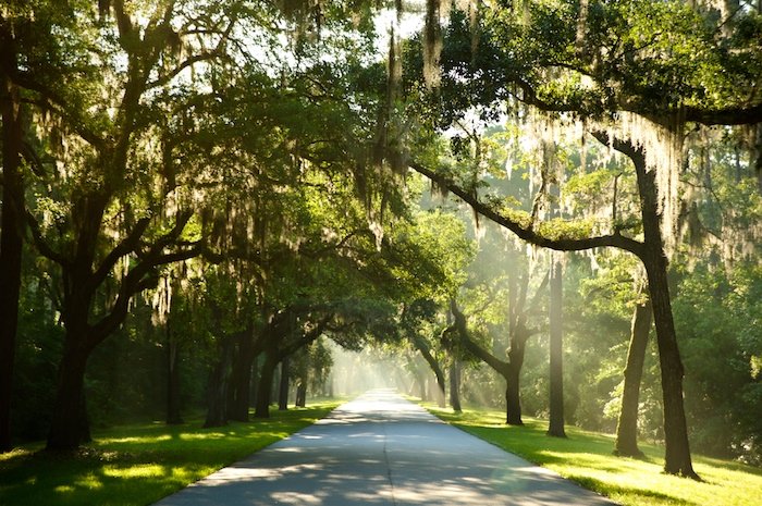 Palmetto-Bluff-trees.jpeg