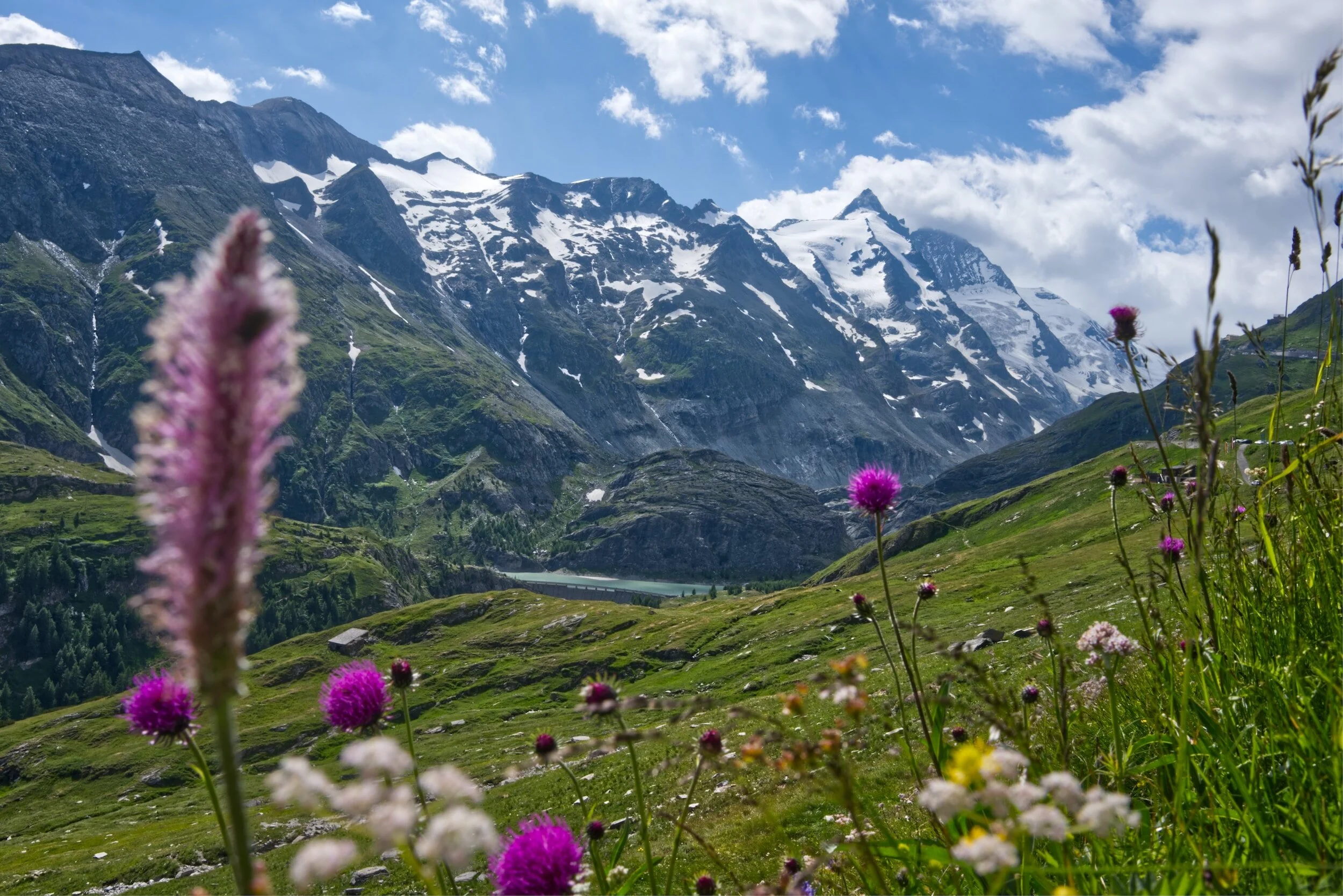 Berglandschaft mit Schneebedeckten Gipfeln, grünen Wiesen und lila Blumen im Vordergrund unter blauem Himmel.
