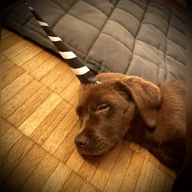 Ein brauner Welpe liegt auf einem Holzboden neben einem grauen Kissen. Der Hund trägt ein gestreiftes Partyhütchen wie ein Einhorn-Horn.