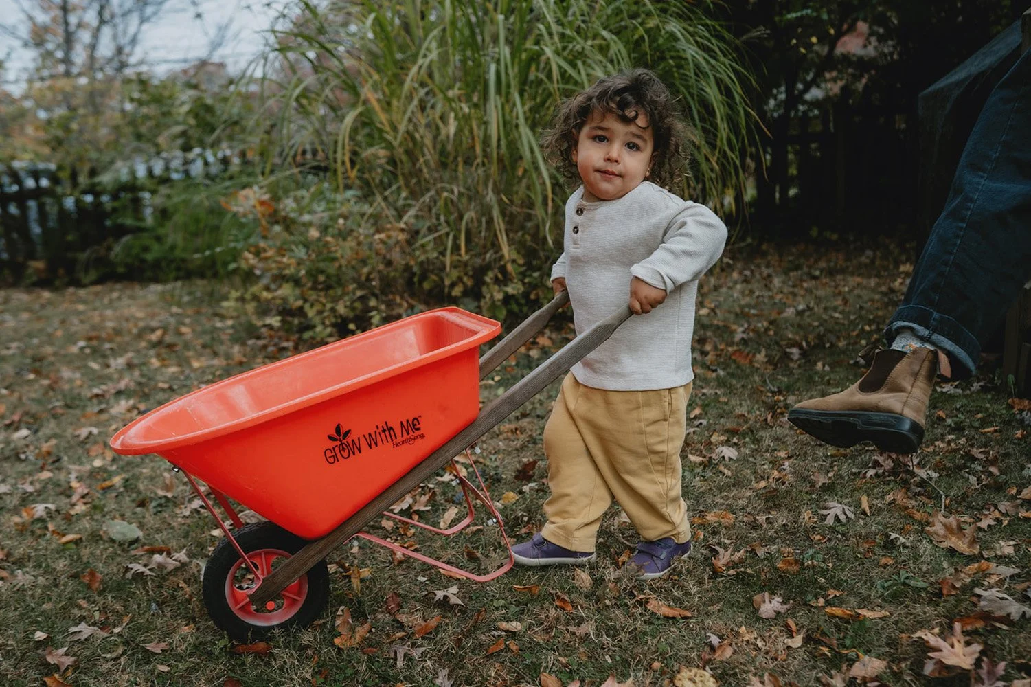 A two year old boy with curly brown hair pushes a red wheelbarrow in his backyard during a family photo session by Asheville family photographer Melina Coogan