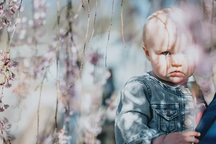 A baby stares out from beneath a canopy of pink flowering cherry blossoms in Asheville, NC