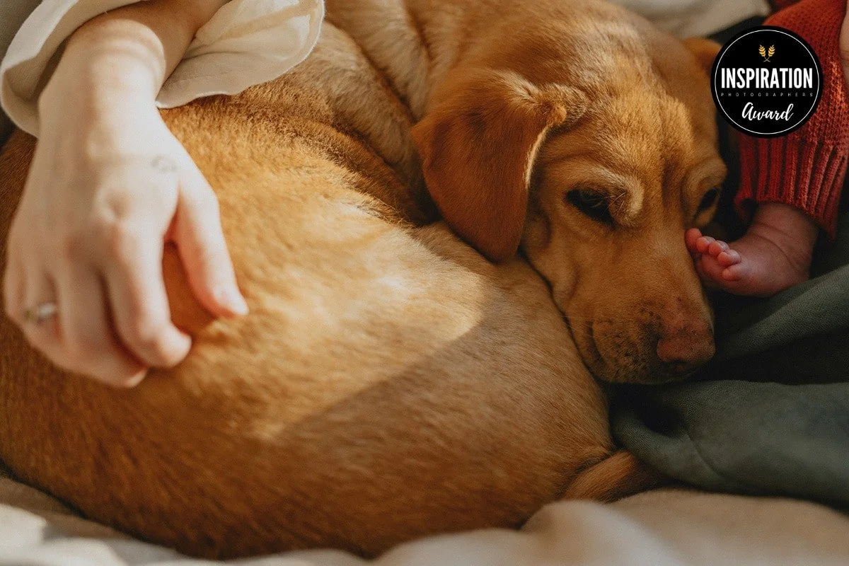 A dog resting its head on someone's lap while a person gently pet it, with a small child's foot next to the dog's face.
