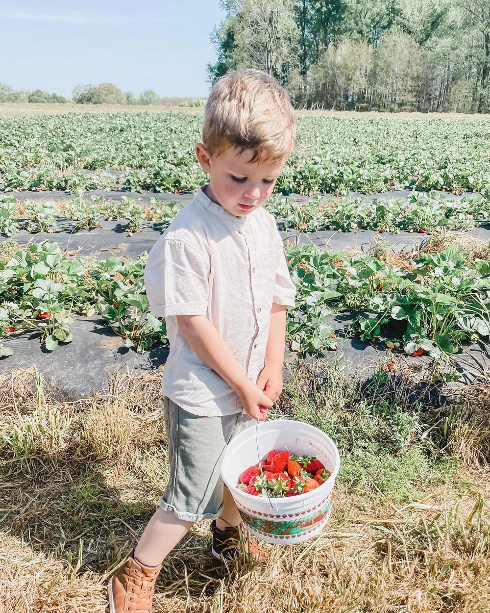 Brown.Farm.Strawberries2.jpeg