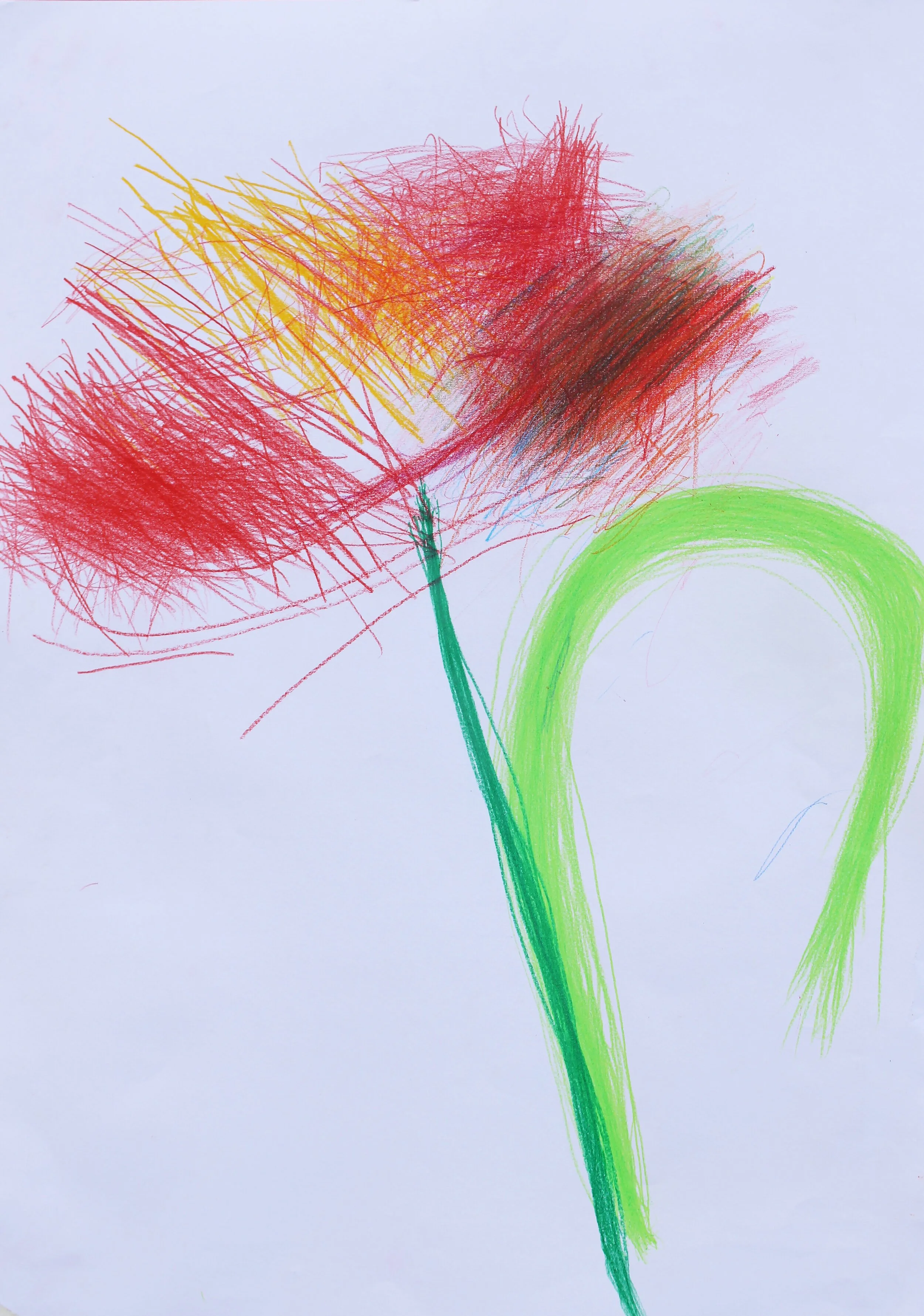 John+Black,+It's+a+Tulip,+2016,+Coloured+pencil+on+paper,+42x59cm,+16.5x23.2+inches.jpg