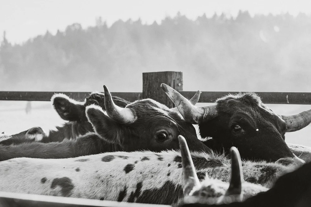 Where to Buy Pitchfork T GrassFed, GrassFinished Beef — PitchforkT