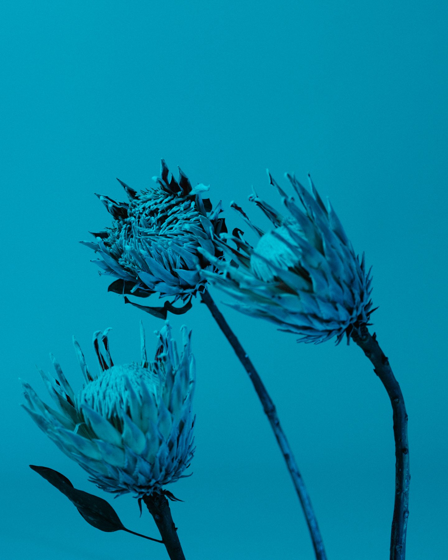 portfolio-producto-fotografia_7.jpeg