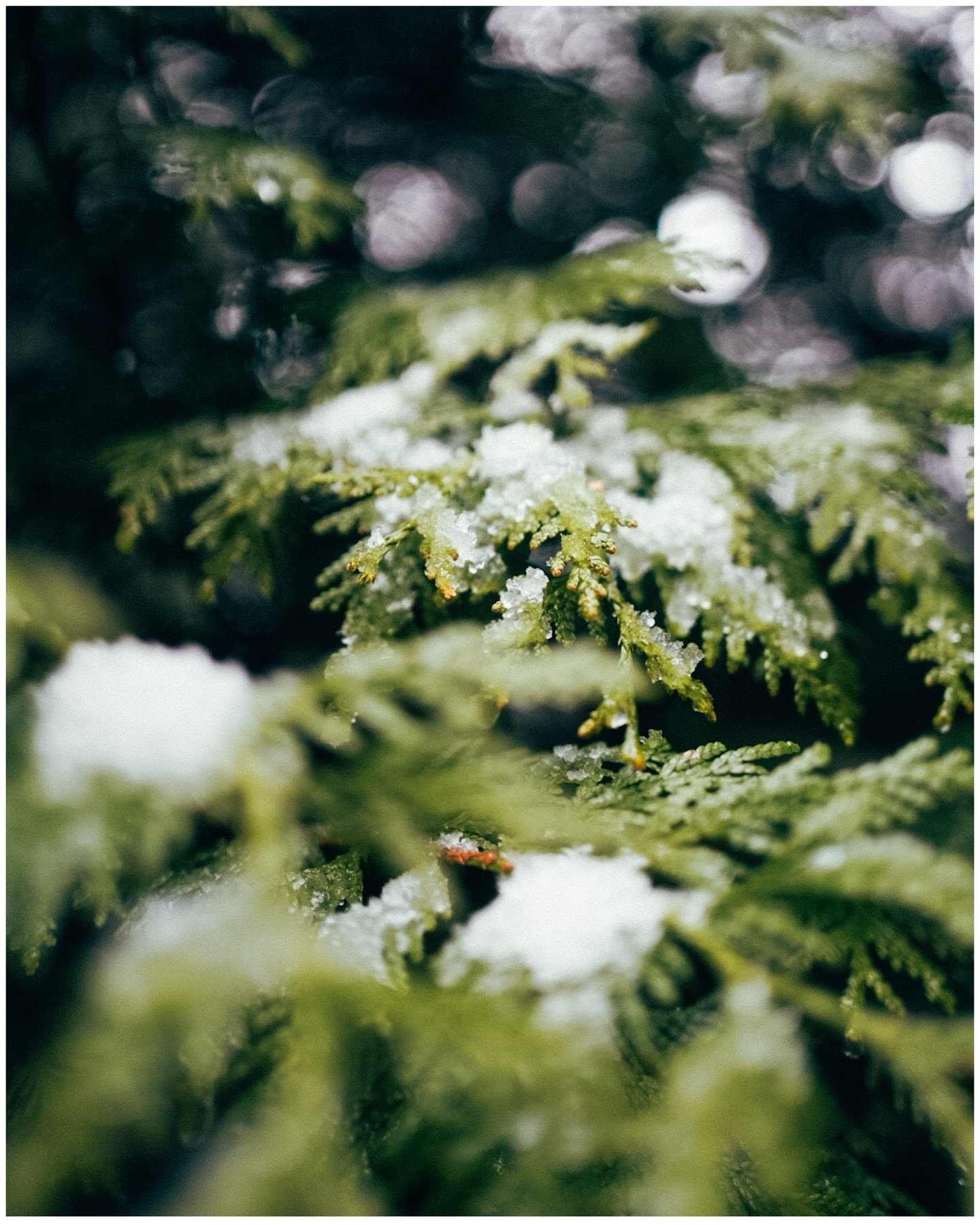 snow wasn&rsquo;t on the spring break memo but here we are! although it wasn&rsquo;t much, i actually think this is the first time i&rsquo;ve ever photographed snow? thankful for that

//

#snowphotography #blueridgephotography #georgiaphotography #n