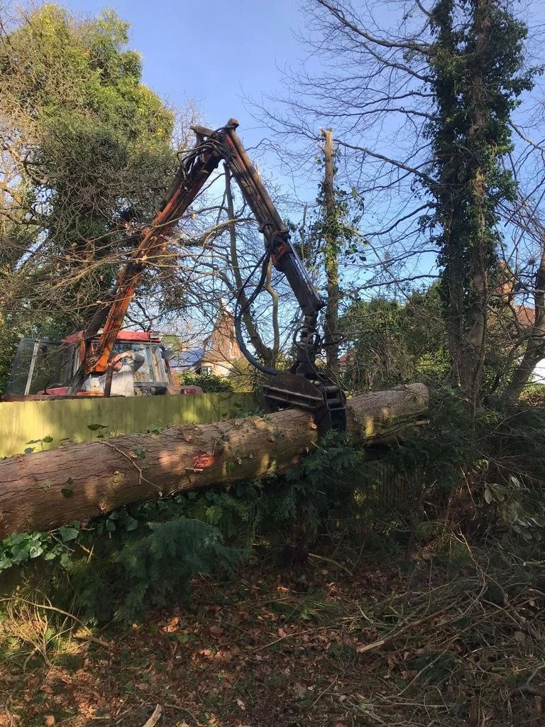 Gallery — Tree Fellas