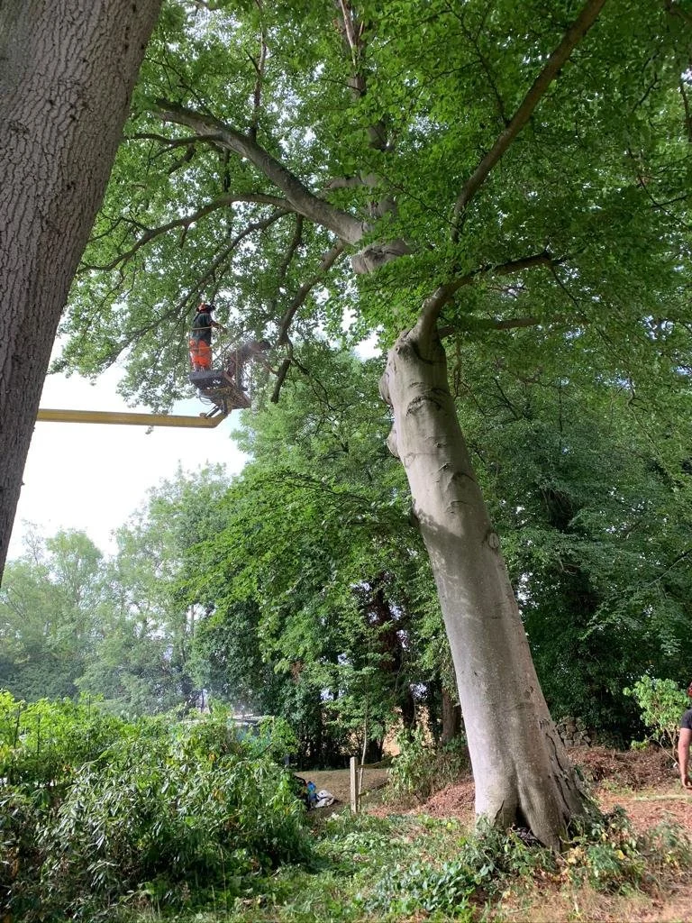 Gallery — Tree Fellas