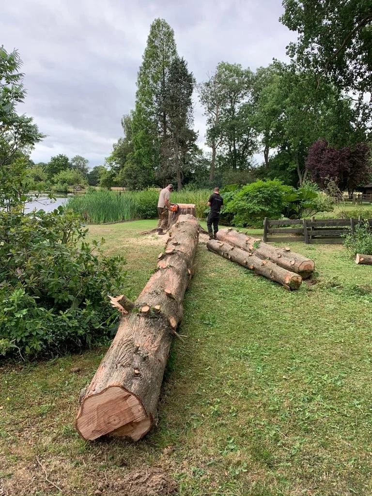 Tree Fellas Gallery — Tree Fellas