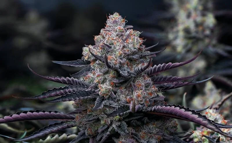 New Congressional Amendments Would End Marijuana Tests For Federal Job Applicants And Encourage Psychedelic Research