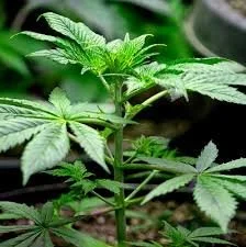 Hemp-derived cannabinoids aren’t controlled substances, GA court says 