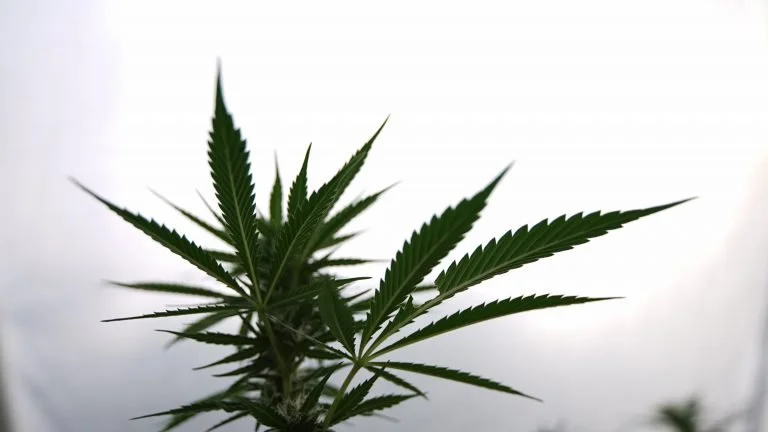 Minnesota Marijuana Regulators Outline Plan To ‘Expedite’ Legal Sales And Give ‘Early Advantages’ To Equity Businesses