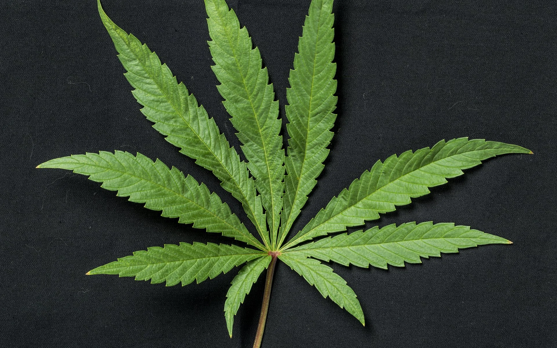 Virginia Lawmaker Slams Governor For Vetoing Bill To Protect Marijuana Consumers’ Parental Rights