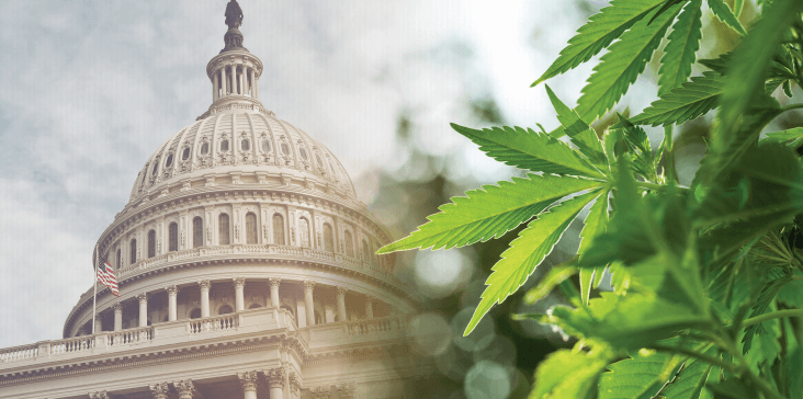 Federal cannabis rescheduling may not apply in Washington, regulator warns